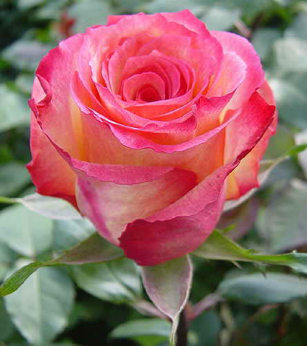 Rose - A pretty rose that I found off my other site.