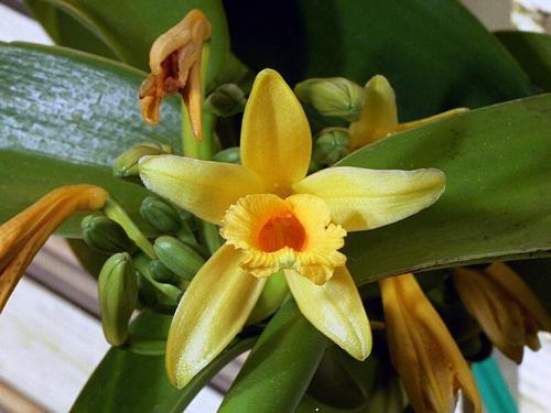 Vanilla planifolia - Not as pretty as some orchids...but it produces vanilla! :)