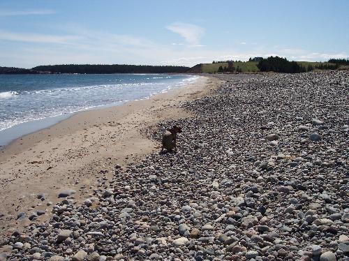 Pooping on the beach - This is my puppy-girl Rufus, a pitbull-mix, having a poop at the beach. I don't think she wanted me to take this picture but I think it's cute.