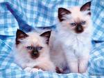 fluffy kittens - Here is another categorised kittens. The background is looking so nice and it is increaing the beauty of the cats.