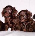 Puppies - Here are two brown coloured cute puppies......