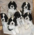 Puppies - Hey see how cute are these puppies. White and black coloured, so attractive. Half a dozen puppies, oh, how sweet!!!!!!!!!!!!!
