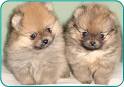 puppies - Hey here are the Pomeranian dogs. See it...