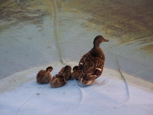 Mama Duck and the Ducklings - Mamma duck settling in for the night with her kids.