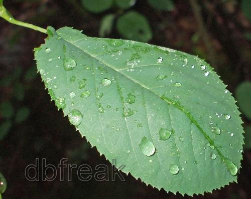 Leaf with raindrops - After the rain...