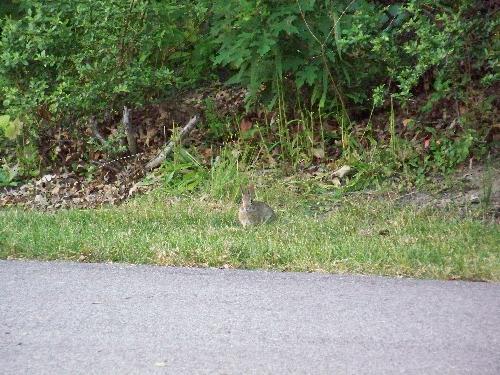 Bunny Rabbit in Highland Park - This lil guy was prowling around Highland Park when we took his picture.