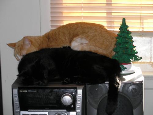 cats - my cats, ziggy & poe