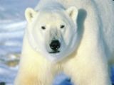 polar bear - This just brought back memories of earlier shows