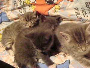 kittens - here they r