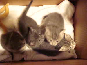 aww - frree kittens