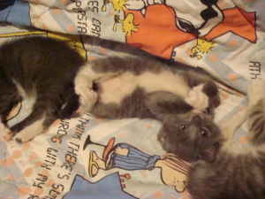 kittens.free - babiess