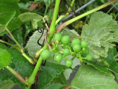 Grape Cluster - A close up of one of my grape clusters