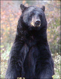 black bear - Going to come back as a grumpy black bear