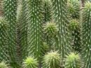 hoodia cactus - I like to take green tea with hoodia. It does really seem to suppress my appetite.