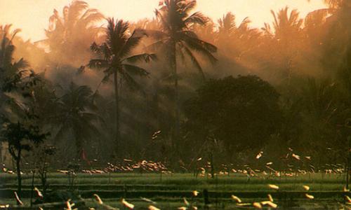 beautiful rice field in bali. - This is taking the place in bali. Where you can see a lot of rice field there.