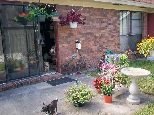My Patio - Two of my dogs got in the picture