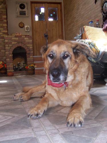 Tasha Our 15 Year Old Grand Madame - Tasha--15 year old Lab/Shepherd Cross. The Grand Madam of the 7 Pet Household. 2 Big Dogs and Five Cats all co-habitating without sibling rivalry.