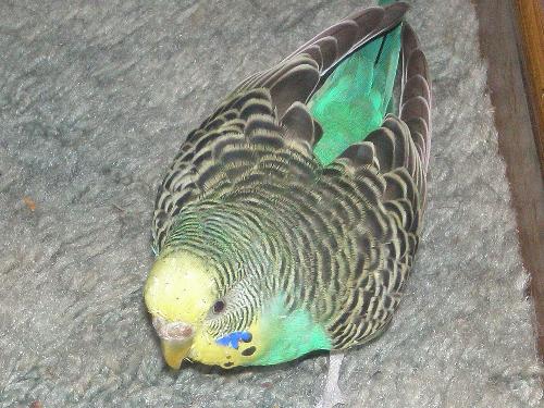 My hubby's budgie - This is the budgie that is attacking me!