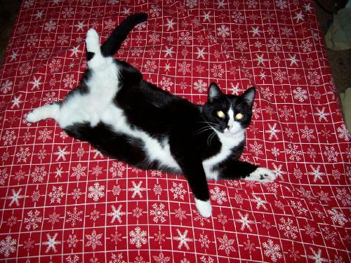 Our Fat Girl Stripe - LOL you can see where she got her name from. LOL