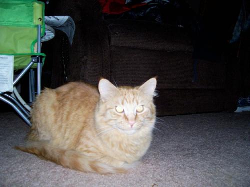 My Bubba - This is my fuzzy boy child.