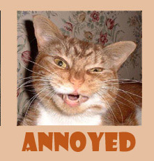 Image of an annoyed cat - annoyed image of a cat