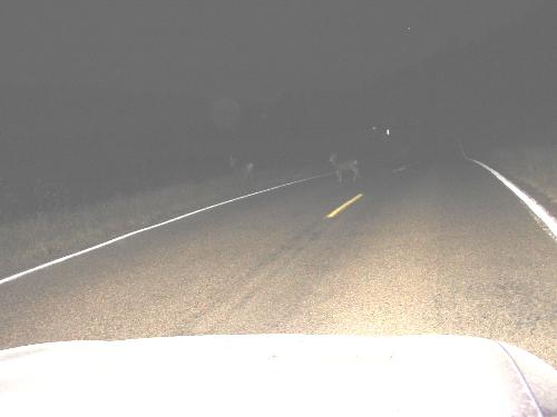 Deer on the road - Some mule deer in New Mexico