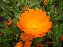 say it with flowers - Photographed at Mysore floral show