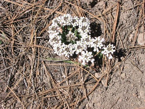 flowers - A neat looking flower formation