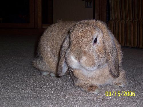 Macky bunny - Macky Bunny is neutered Macky bunny - Macky Bunny is neutered