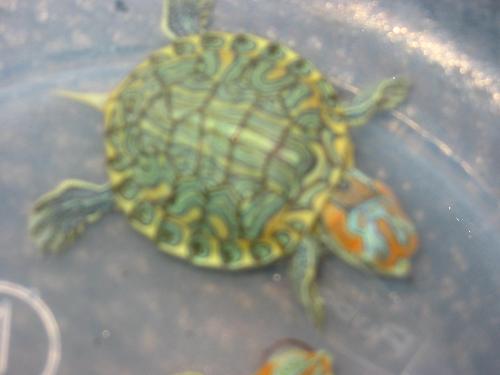 Pastel Red Eared Slider - A hatchling pastel red eared slider
