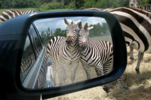 Zebras - An amazing photo