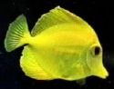 Fish - fish
