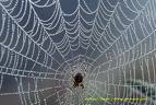 Spider Web....Ick!! - picture of a big spider web