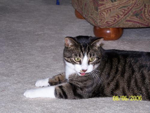 Simon panting - A little feather chasing is too much of a work out for my little fat kitty.