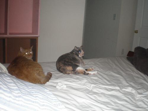 Trapper and Pumpkin - Sitting on the bed together being lazy and looking at me