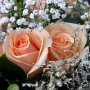 Roses -  Beautifull roses with white babys breath
