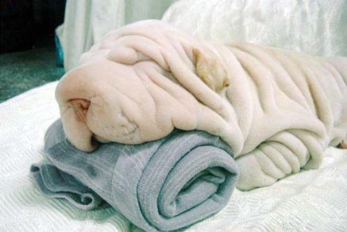 Is a dog , is a blanket??? No , Is a sharpey!!!! - Is a dog , is a blanket??? No , Is a sharpey!!!!  This is a realy cute dog , or a realy cute blanket?:
