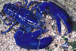 Blue Lobster: Homarus Americanus - Extremely rare, the blue lobster is an amazing find. Alas, when you cook it, it turns orange so enjoy it before you toss it in the pot.