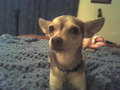 Scrappy - This is my chihuahua Scrappy. She is about 5 yrs old now and I have her since 2004. 