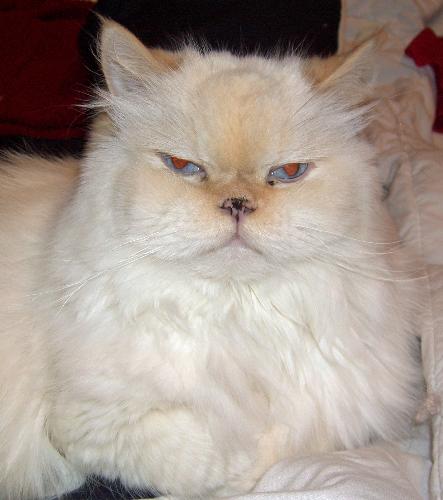 My cat Bubba - My white Himalayan
