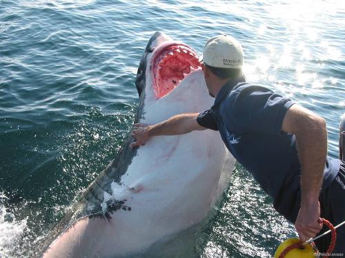 Sharks - Great white in False Bay