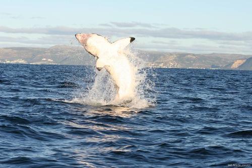 Great white - Incredible!