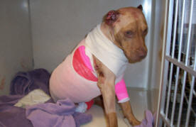 Dog injured from torture - Stupid humans!