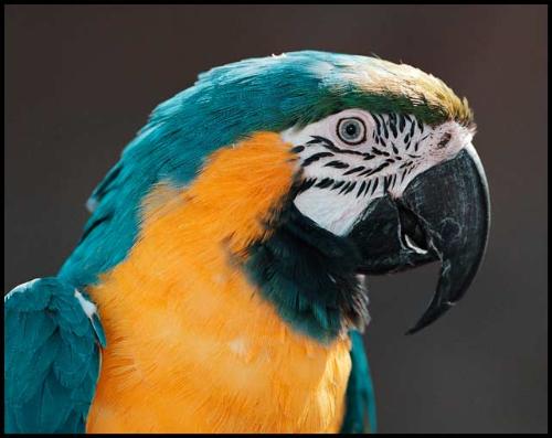 Blue and Gold Macaw - A photo of a blue and gold macaw.