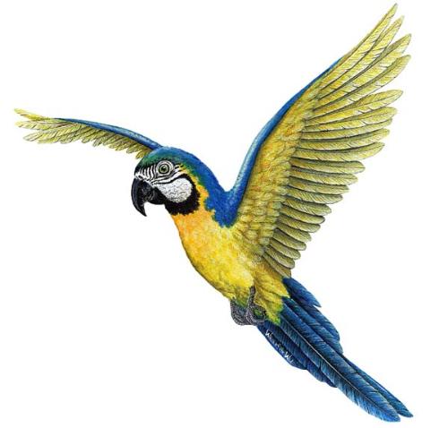 Flying Macaw - A picture of a blue and gold macaw flying.