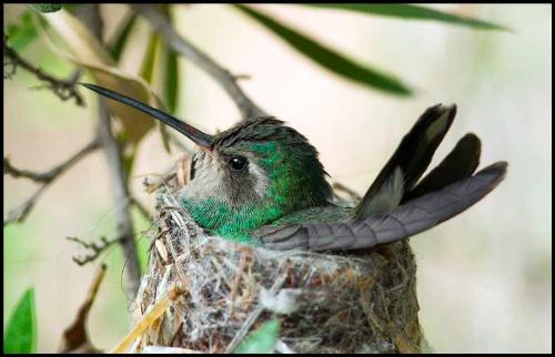 Hummingbird in a nest. - A hummingbird sitting in a nest.