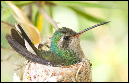 Nesting Hummingbird. - A hummingbird sitting in a nest.