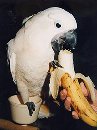 Cockatoo eating a banana. - A photo of a cockatoo eating a banana.