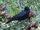 crow - As ugly as a Crow??? crow - As ugly as a Crow???