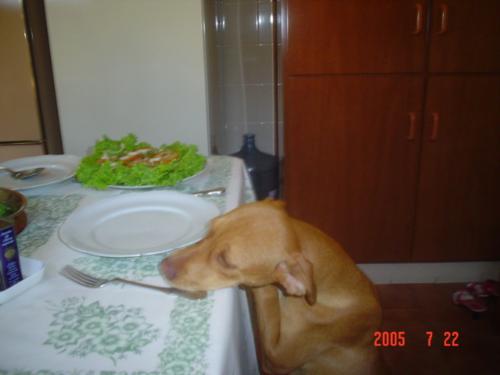 My Dogs - this is pretty mine DOg it not hehehehe  it mube with hunger ^^